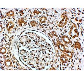 Immunohistochemistry - Anti-VPS41 Antibody (A83323) - Antibodies.com