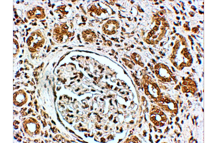 Immunohistochemistry - Anti-VPS41 Antibody (A83323) - Antibodies.com