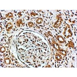 Immunohistochemistry - Anti-VPS41 Antibody (A83323) - Antibodies.com
