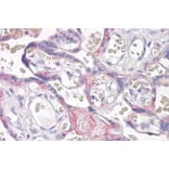 Immunohistochemistry - Anti-VPS41 Antibody (A83323) - Antibodies.com