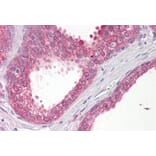 Immunohistochemistry - Anti-VPS41 Antibody (A83323) - Antibodies.com