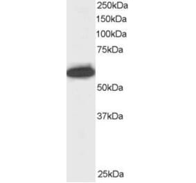 Western Blot - Anti-NUP50 Antibody (A83325) - Antibodies.com