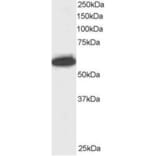 Western Blot - Anti-NUP50 Antibody (A83325) - Antibodies.com
