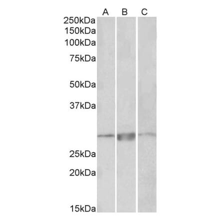 Western Blot - Anti-PRRX1 Antibody (A83326) - Antibodies.com