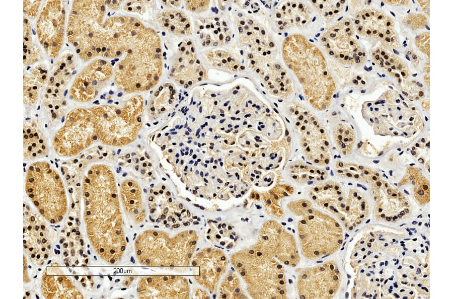 Immunohistochemistry - Anti-ENOX2/tNOX Antibody (A83330) - Antibodies.com
