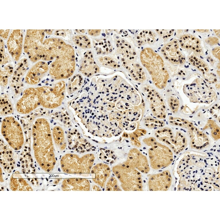 Immunohistochemistry - Anti-ENOX2/tNOX Antibody (A83330) - Antibodies.com