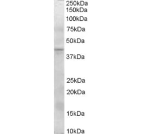 Western Blot - Anti-SERPINI2 Antibody (A83331) - Antibodies.com