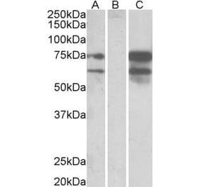 Western Blot - Anti-Neurexin 1 Antibody (A83333) - Antibodies.com