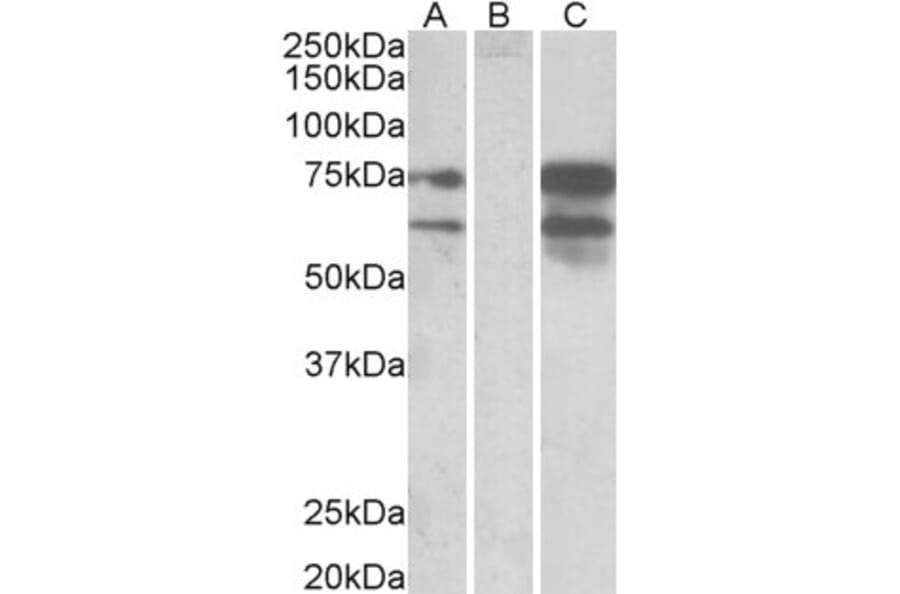 Western Blot - Anti-Neurexin 1 Antibody (A83333) - Antibodies.com