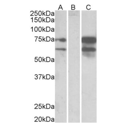 Western Blot - Anti-Neurexin 1 Antibody (A83333) - Antibodies.com