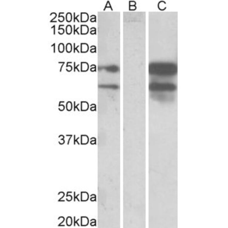 Western Blot - Anti-Neurexin 1 Antibody (A83333) - Antibodies.com