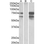 Western Blot - Anti-Neurexin 1 Antibody (A83333) - Antibodies.com