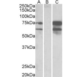 Western Blot - Anti-NRXN1 Antibody (A83333) - Antibodies.com