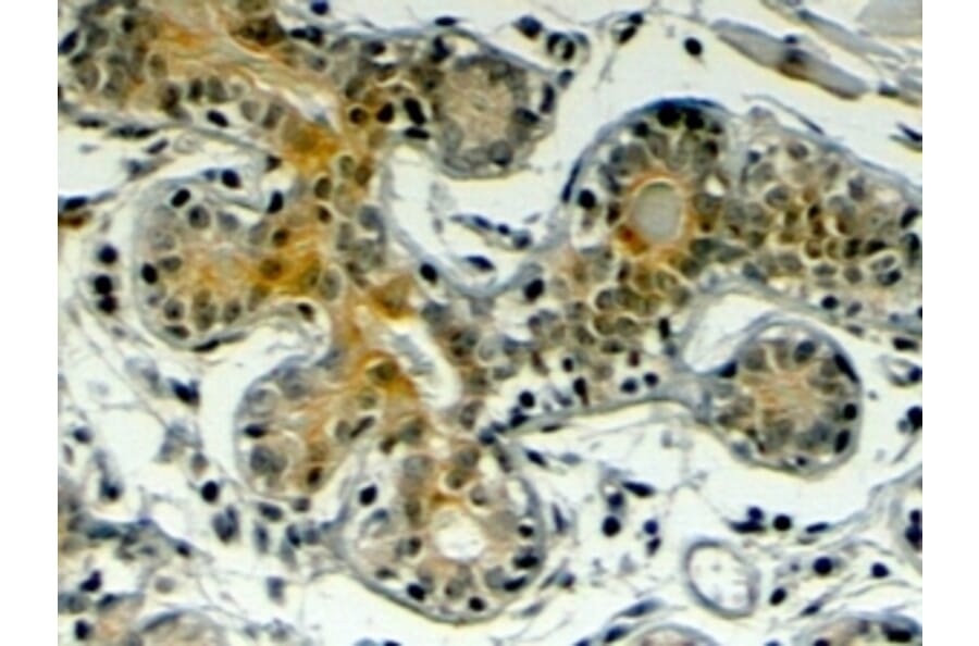 Immunohistochemistry - Anti-Klotho Antibody (A83334) - Antibodies.com