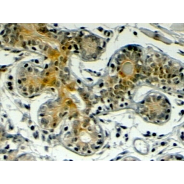 Immunohistochemistry - Anti-Klotho Antibody (A83334) - Antibodies.com