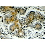 Immunohistochemistry - Anti-Klotho Antibody (A83334) - Antibodies.com