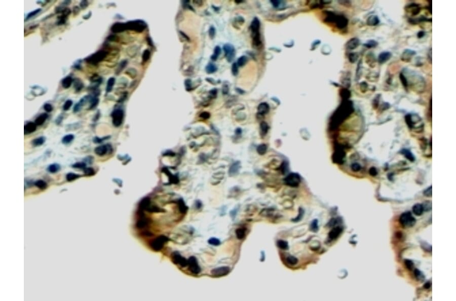 Immunohistochemistry - Anti-Klotho Antibody (A83334) - Antibodies.com