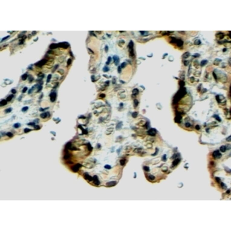 Immunohistochemistry - Anti-Klotho Antibody (A83334) - Antibodies.com