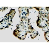 Immunohistochemistry - Anti-Klotho Antibody (A83334) - Antibodies.com