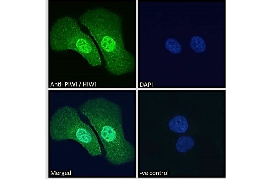 Immunofluorescence - Anti-PIWIL1 Antibody (A83335) - Antibodies.com