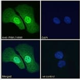 Immunofluorescence - Anti-PIWIL1 Antibody (A83335) - Antibodies.com
