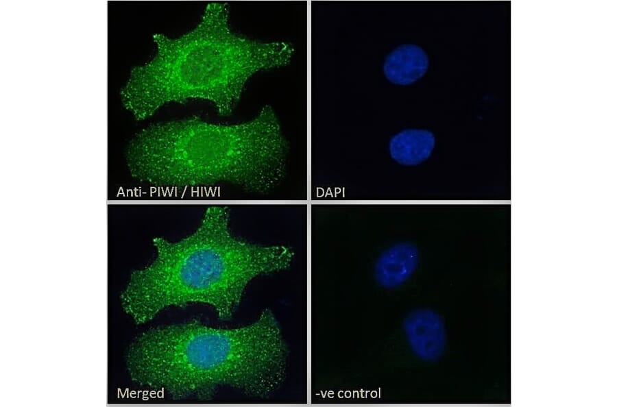 Immunofluorescence - Anti-PIWIL1 Antibody (A83335) - Antibodies.com