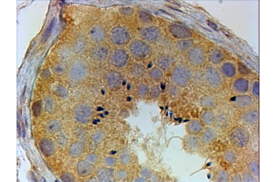 Immunohistochemistry - Anti-PIWIL1 Antibody (A83335) - Antibodies.com