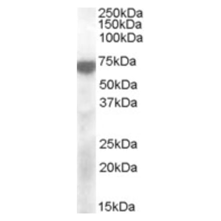 Western Blot - Anti-KCNQ4 Antibody (A83336) - Antibodies.com