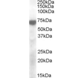 Western Blot - Anti-KCNQ4 Antibody (A83336) - Antibodies.com