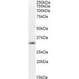 Western Blot - Anti-Caspase-3 Antibody (A83337) - Antibodies.com