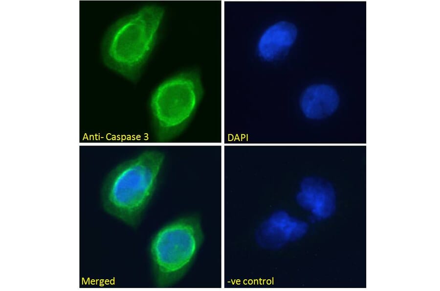 Immunofluorescence - Anti-Caspase-3 Antibody (A83337) - Antibodies.com