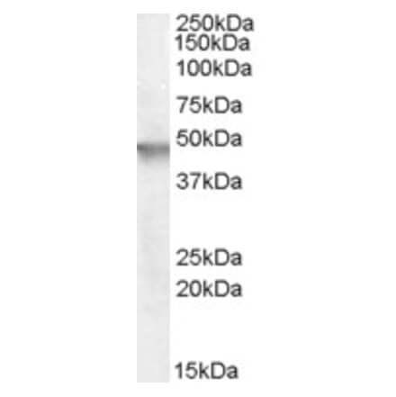 Western Blot - Anti-Cytohesin 2 Antibody (A83338) - Antibodies.com