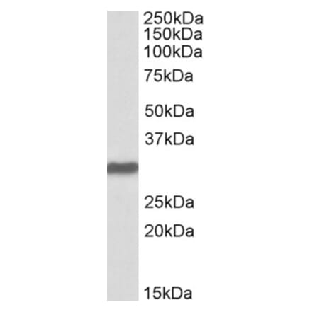 Western Blot - Anti-Oct4 Antibody (A83342) - Antibodies.com