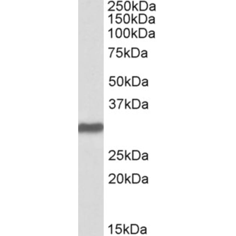 Western Blot - Anti-Oct4 Antibody (A83342) - Antibodies.com