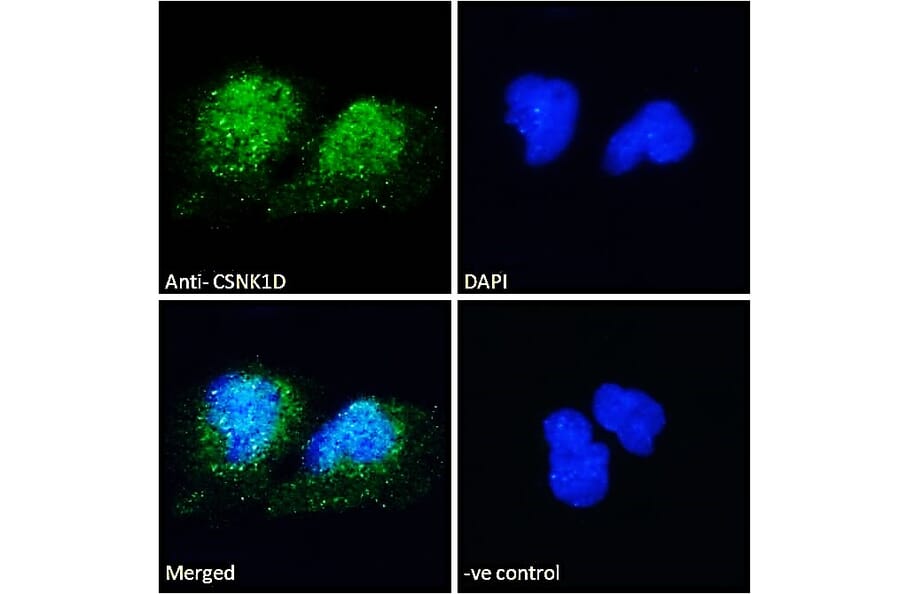 Immunofluorescence - Anti-Casein Kinase 1 delta/CSNK1D Antibody (A83343) - Antibodies.com