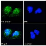 Immunofluorescence - Anti-Casein Kinase 1 delta/CSNK1D Antibody (A83343) - Antibodies.com