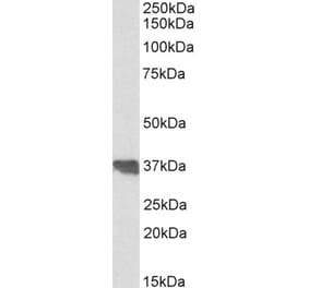 Western Blot - Anti-Clusterin Antibody (A83344) - Antibodies.com