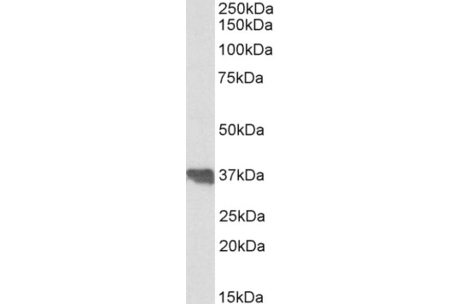 Western Blot - Anti-Clusterin Antibody (A83344) - Antibodies.com
