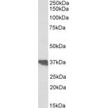 Western Blot - Anti-Clusterin Antibody (A83344) - Antibodies.com