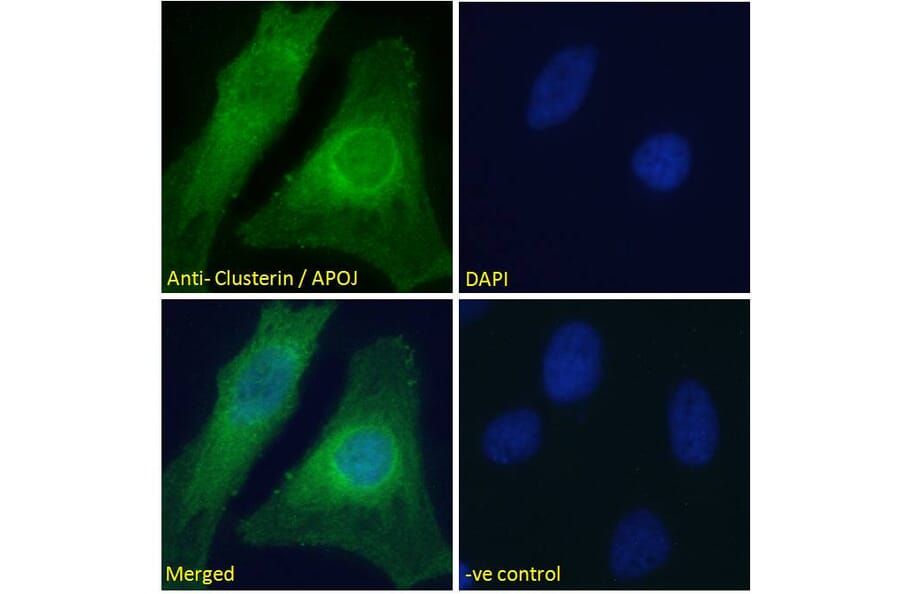 Immunofluorescence - Anti-Clusterin Antibody (A83344) - Antibodies.com