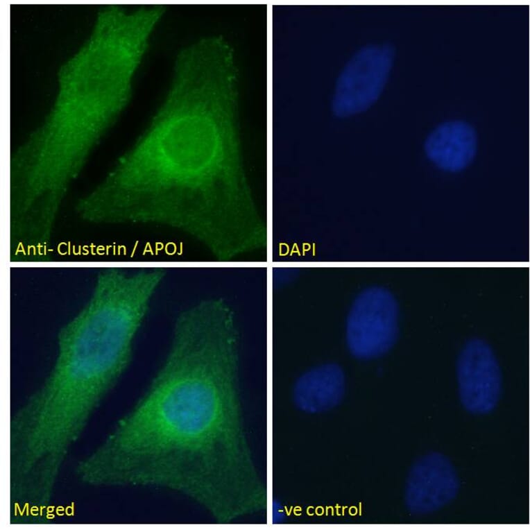 Immunofluorescence - Anti-Clusterin Antibody (A83344) - Antibodies.com