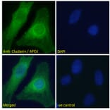 Immunofluorescence - Anti-Clusterin Antibody (A83344) - Antibodies.com