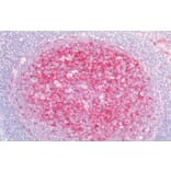 Immunohistochemistry - Anti-Clusterin Antibody (A83344) - Antibodies.com