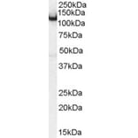 Western Blot - Anti-Amphiphysin Antibody (A83346) - Antibodies.com