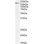 Western Blot - Anti-Dscam Antibody (A83347) - Antibodies.com