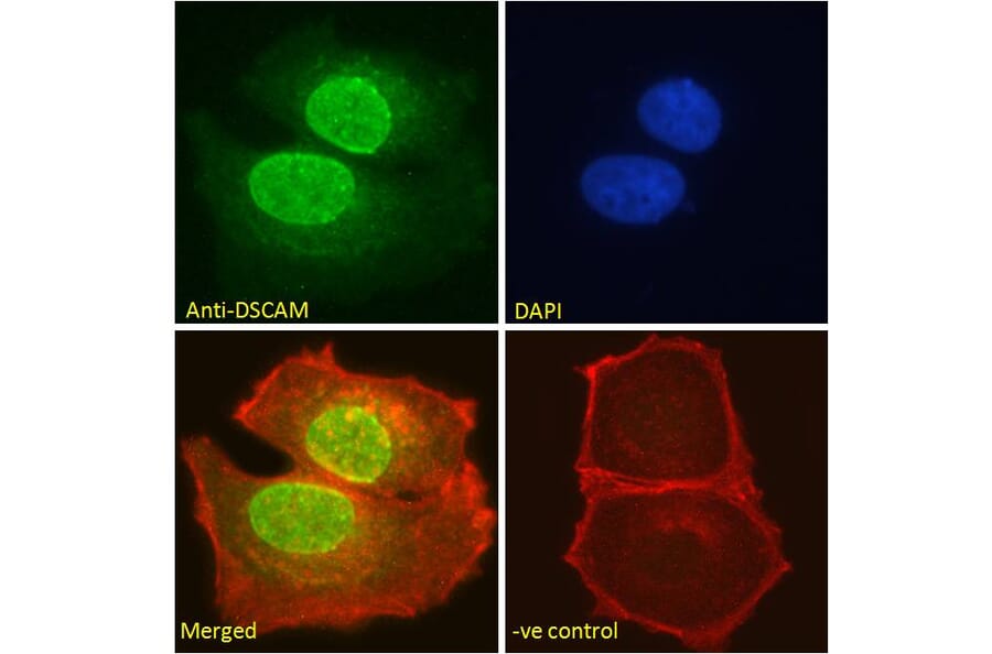 Immunofluorescence - Anti-Dscam Antibody (A83347) - Antibodies.com