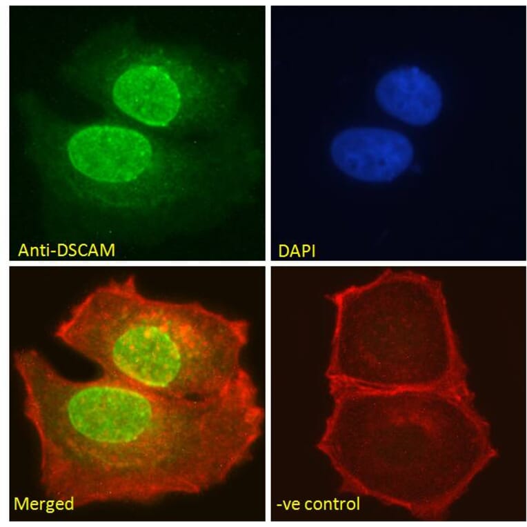 Immunofluorescence - Anti-Dscam Antibody (A83347) - Antibodies.com