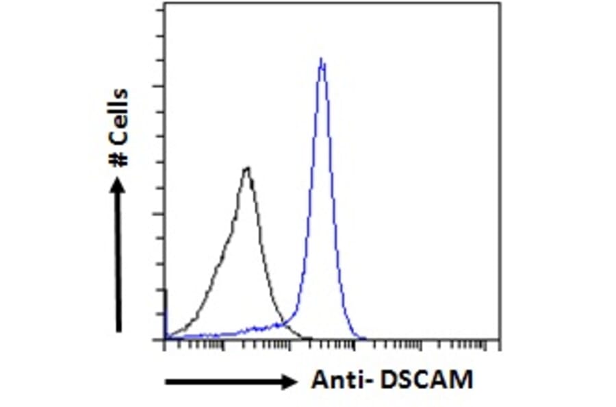 Flow Cytometry - Anti-Dscam Antibody (A83347) - Antibodies.com