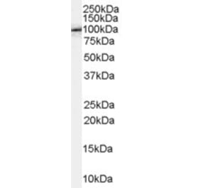 Western Blot - Anti-APBB1 Antibody (A83348) - Antibodies.com
