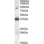 Western Blot - Anti-MARCH10 Antibody (A83350) - Antibodies.com